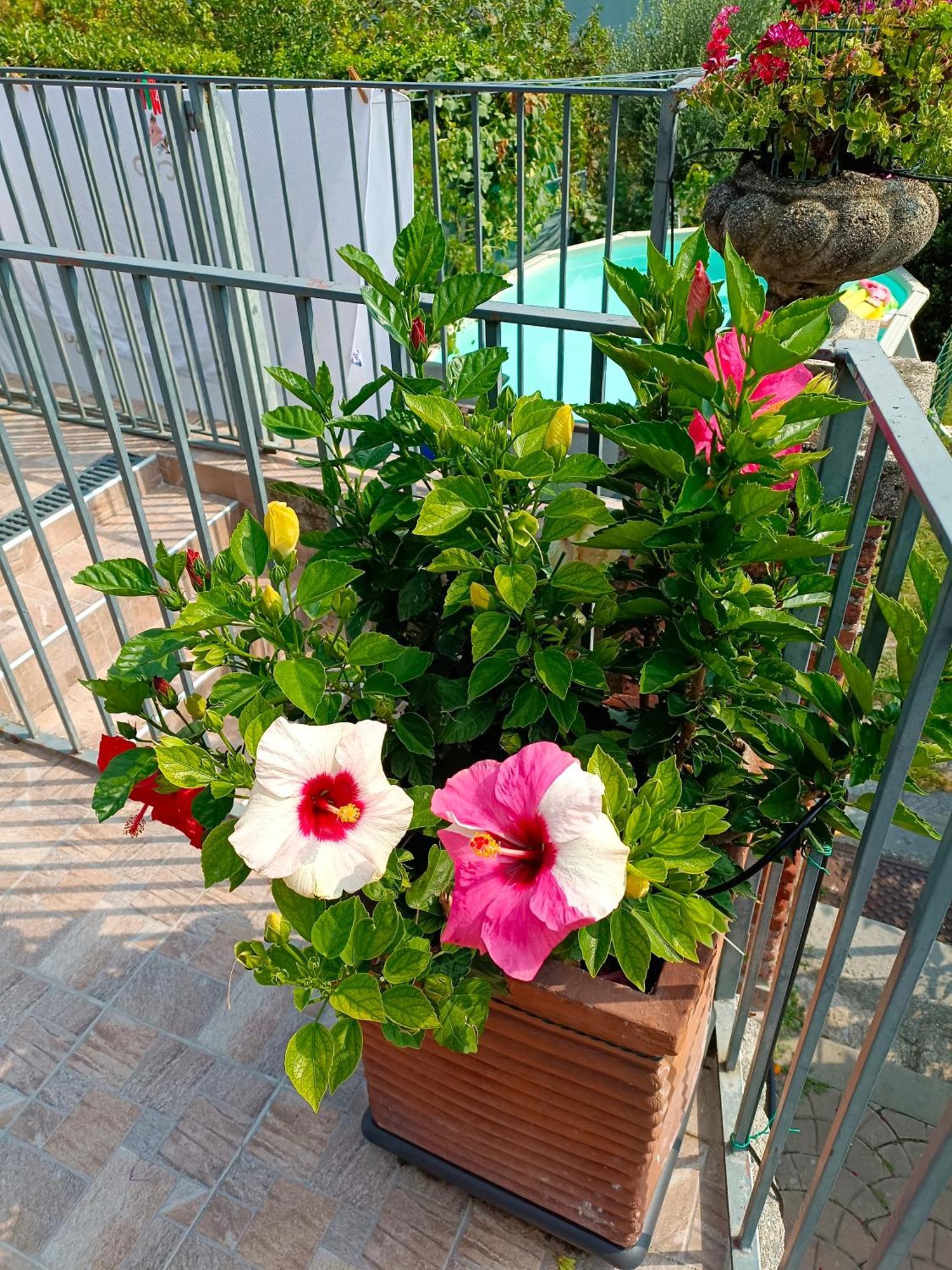 Le Rose Sul Lago Pescate ภายนอก รูปภาพ